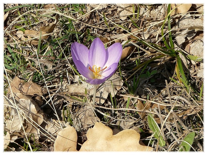 Crocus longiflorus